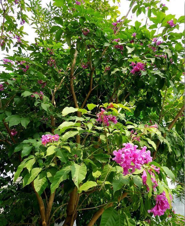 唯美浪漫！南宁南湖公园蒜香藤盛开