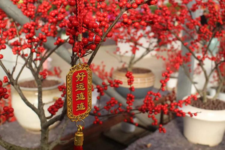 迎新春逛花市济南举办年宵花节推出赏花购花“一张图”请收藏！_