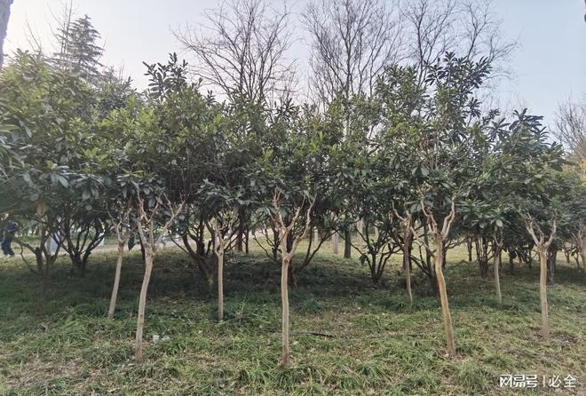 枇杷树品种揭秘：让你的园林更迷人！